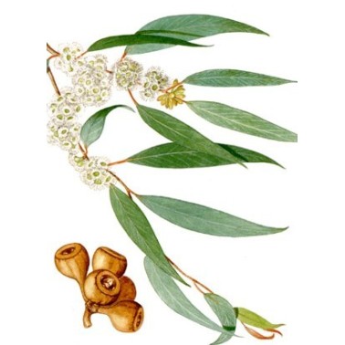 Eucalyptus à cryptone