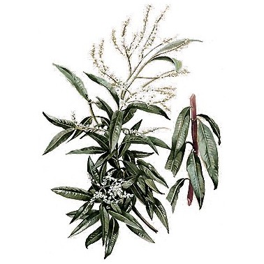 Verveine Citronnelle