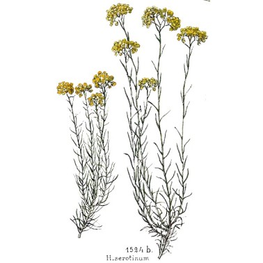 Immortelle de Corse