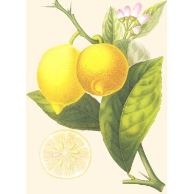 Zeste de Citron